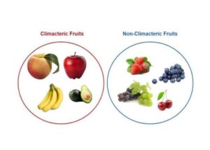 climacteric and non-climacteric