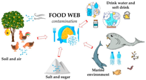 microplastics gets spread into food