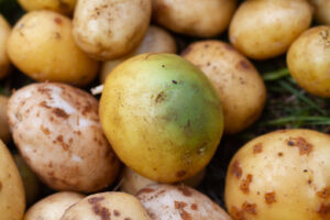 identifying solanine in potatoes