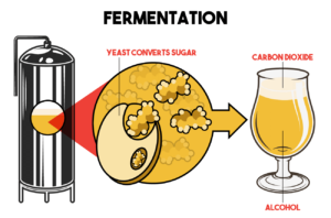 the process of fermentation