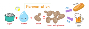 how yeast works