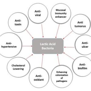 health benefits of lactic acid bacteria