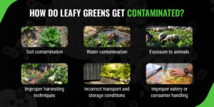 Leafy greens are healthy but prone to contamination. Follow safety tips to reduce risks from harmful bacteria and chemicals.