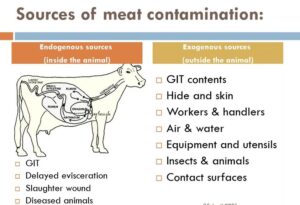 sources of meat contamination
