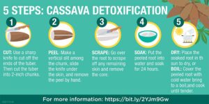 cassava detoxification