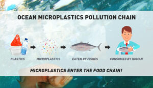 marine food safety