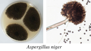 Aspergillus-niger