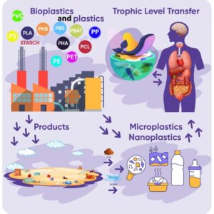 plastics in food chain