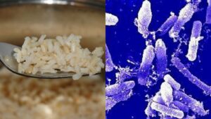 Why Is Rice Often Linked to Bacillus cereus?