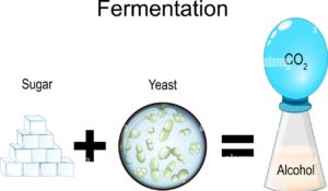 Sugar Supports Fermentation