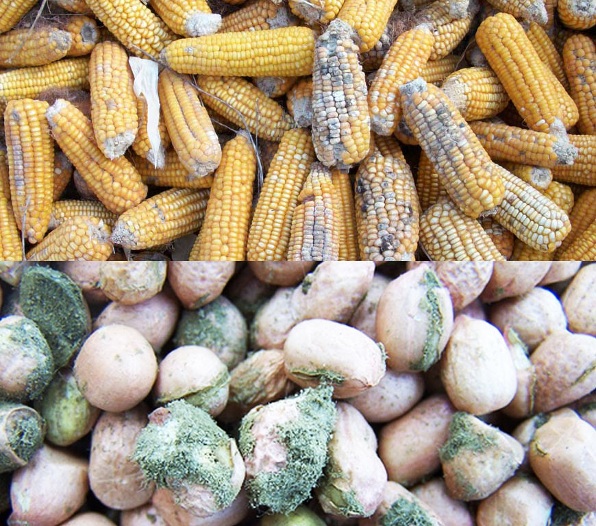 Aflatoxin: The Silent Threat Lurking in Our Food