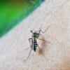 World Malaria Day:The Role of Nutrition in Recovery