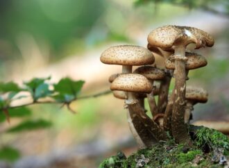 Tragic Death After Consuming Wild Mushrooms: A Cautionary Tale