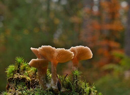 Identifying And Understanding Poisonous Mushrooms: A Comprehensive Overview of Toxic Compounds