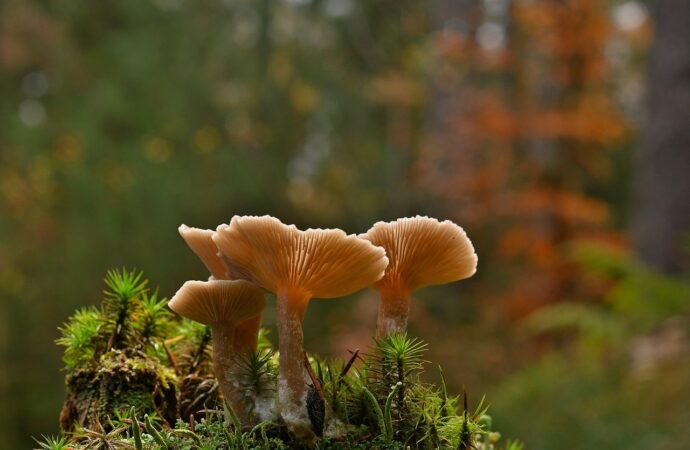 Identifying And Understanding Poisonous Mushrooms: A Comprehensive Overview of Toxic Compounds