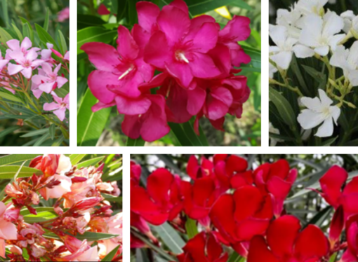 Ornamental Plant Turned Deadly Beauty: The Mechanism of Nerium Oleander Toxicity