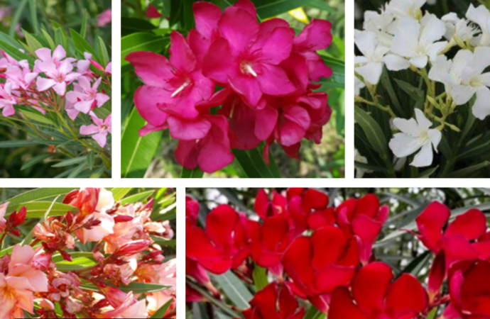 Ornamental Plant Turned Deadly Beauty: The Mechanism of Nerium Oleander Toxicity