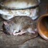 Ahmedabad Restaurant Sealed After Dead Rat Found in Food :Devi Dosa restaurant