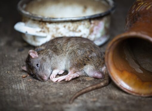 Ahmedabad Restaurant Sealed After Dead Rat Found in Food :Devi Dosa restaurant