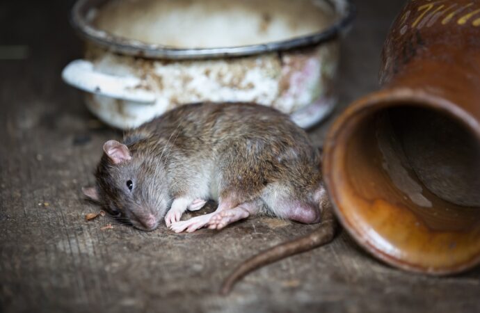 Ahmedabad Restaurant Sealed After Dead Rat Found in Food :Devi Dosa restaurant