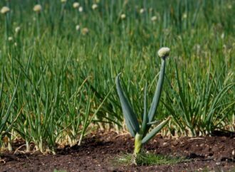 McDonald’s E. coli Crisis: The Harder Challenge of Vegetable Contamination