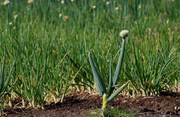 McDonald’s E. coli Crisis: The Harder Challenge of Vegetable Contamination