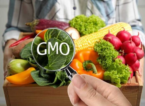 GMOs Unveiled: The Truth Behind Genetically Modified Foods