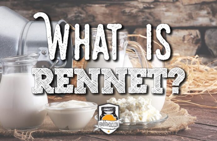 Rennet: The Enzyme Behind Cheese-Making Evolution