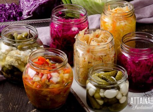 Understanding Fermentation: Process, Benefits, and Its Role in Food Preservation