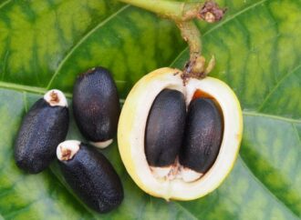 Jatropha Poisoning: Public Health Warning Issued