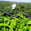 The Challenges and Health Risks of Pesticide Use in Green Chili Cultivation