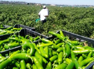 The Challenges and Health Risks of Pesticide Use in Green Chili Cultivation