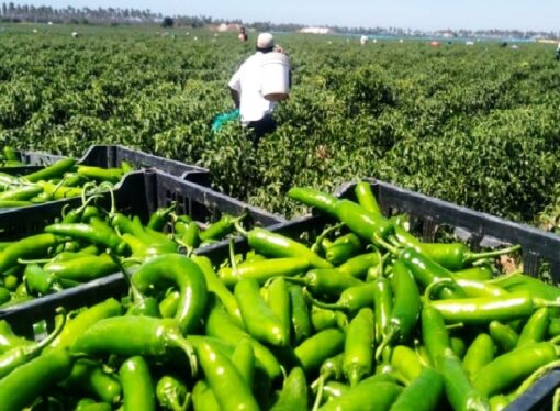 The Challenges and Health Risks of Pesticide Use in Green Chili Cultivation