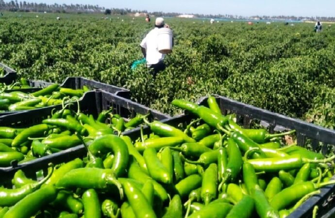 The Challenges and Health Risks of Pesticide Use in Green Chili Cultivation