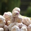 Banned Yet Booming: The Rise of Chinese Garlic in Indian Markets