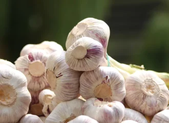 Banned Yet Booming: The Rise of Chinese Garlic in Indian Markets