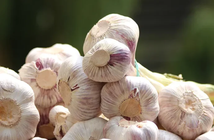 Banned Yet Booming: The Rise of Chinese Garlic in Indian Markets