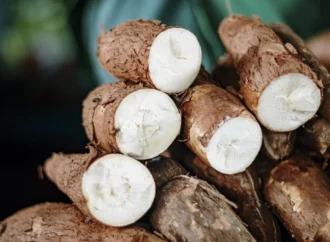 Cassava: A Lifeline with Hidden Risks for Millions