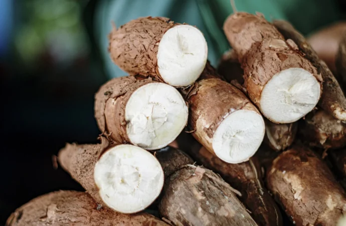 Cassava: A Lifeline with Hidden Risks for Millions