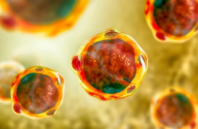 Study Finds Blastocystis spp. in Edible Plants, Raising Food Safety Concerns