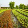 Global Seminar Highlights Sustainable Farming and Plant Health