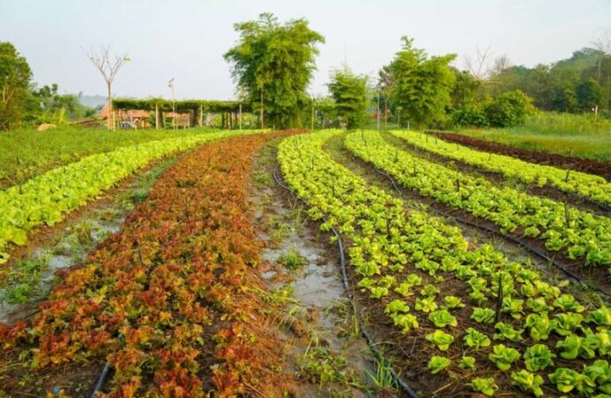 Global Seminar Highlights Sustainable Farming and Plant Health