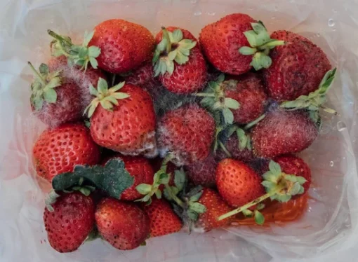 Rotten Strawberries Repackaged and Sold as Fresh: A Health Threat