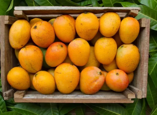 Beware of Fake Mangoes: A Quick Guide