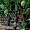 Mango Mayhem: Rising Temperatures Fuels Pest Attack Across UP Orchards