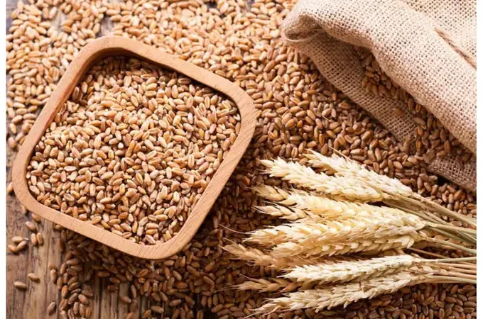 The Safety and Financial Risks of Adulterated Grains