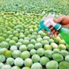 Panchkula Cracks Down on Unsafe Fruits in Surprise Market Inspection