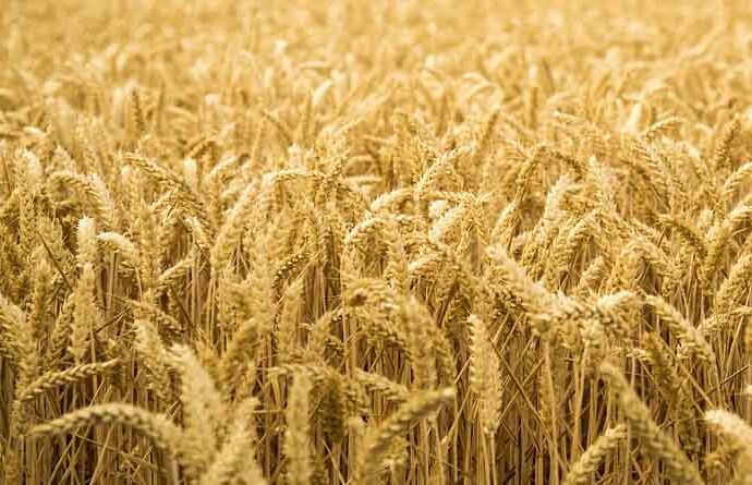 Jabalpur Wheat Scam: Soil and Stones Mixed in Government Grain