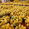 Paperwork Slip Costs Indian Mango Exporters Big in the U.S.