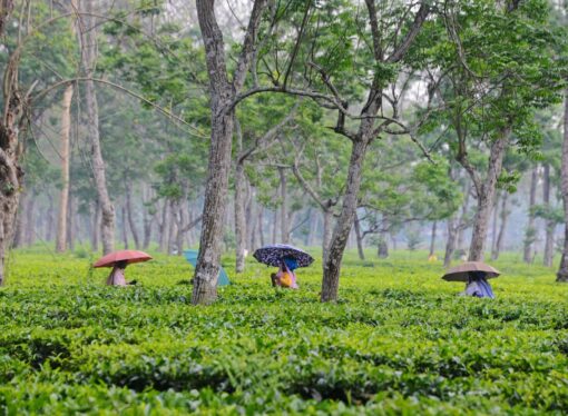West Bengal to Protect Darjeeling Tea with Lab and Task Force